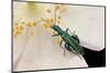 Oedemera Nobilis (False Oil Beetle, Thick-Legged Flower Beetle) - Male-Paul Starosta-Mounted Photographic Print