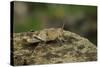 Oedipoda Caerulescens (Blue-Winged Grasshopper)-Paul Starosta-Stretched Canvas