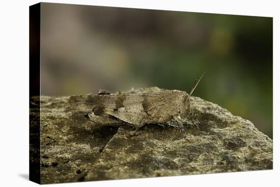 Oedipoda Caerulescens (Blue-Winged Grasshopper)-Paul Starosta-Stretched Canvas