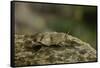 Oedipoda Caerulescens (Blue-Winged Grasshopper)-Paul Starosta-Framed Stretched Canvas