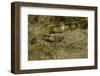 Oedipoda Caerulescens (Blue-Winged Grasshopper)-Paul Starosta-Framed Photographic Print