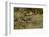 Oedipoda Caerulescens (Blue-Winged Grasshopper)-Paul Starosta-Framed Photographic Print