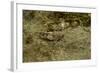 Oedipoda Caerulescens (Blue-Winged Grasshopper)-Paul Starosta-Framed Photographic Print