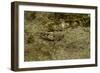 Oedipoda Caerulescens (Blue-Winged Grasshopper)-Paul Starosta-Framed Photographic Print