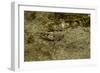 Oedipoda Caerulescens (Blue-Winged Grasshopper)-Paul Starosta-Framed Photographic Print