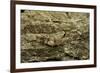 Oedipoda Caerulescens (Blue-Winged Grasshopper)-Paul Starosta-Framed Photographic Print