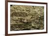 Oedipoda Caerulescens (Blue-Winged Grasshopper)-Paul Starosta-Framed Photographic Print