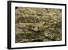 Oedipoda Caerulescens (Blue-Winged Grasshopper)-Paul Starosta-Framed Photographic Print