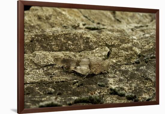 Oedipoda Caerulescens (Blue-Winged Grasshopper)-Paul Starosta-Framed Photographic Print