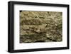 Oedipoda Caerulescens (Blue-Winged Grasshopper)-Paul Starosta-Framed Photographic Print