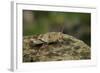 Oedipoda Caerulescens (Blue-Winged Grasshopper)-Paul Starosta-Framed Photographic Print