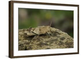 Oedipoda Caerulescens (Blue-Winged Grasshopper)-Paul Starosta-Framed Photographic Print