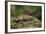 Oedipoda Caerulescens (Blue-Winged Grasshopper)-Paul Starosta-Framed Photographic Print