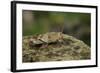 Oedipoda Caerulescens (Blue-Winged Grasshopper)-Paul Starosta-Framed Photographic Print