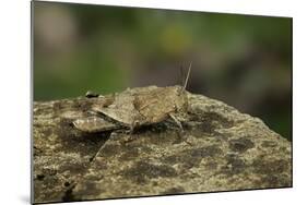 Oedipoda Caerulescens (Blue-Winged Grasshopper)-Paul Starosta-Mounted Photographic Print