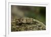 Oedipoda Caerulescens (Blue-Winged Grasshopper)-Paul Starosta-Framed Photographic Print