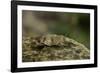 Oedipoda Caerulescens (Blue-Winged Grasshopper)-Paul Starosta-Framed Photographic Print