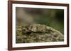 Oedipoda Caerulescens (Blue-Winged Grasshopper)-Paul Starosta-Framed Photographic Print