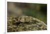 Oedipoda Caerulescens (Blue-Winged Grasshopper)-Paul Starosta-Framed Photographic Print