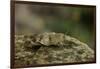 Oedipoda Caerulescens (Blue-Winged Grasshopper)-Paul Starosta-Framed Photographic Print