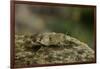 Oedipoda Caerulescens (Blue-Winged Grasshopper)-Paul Starosta-Framed Photographic Print