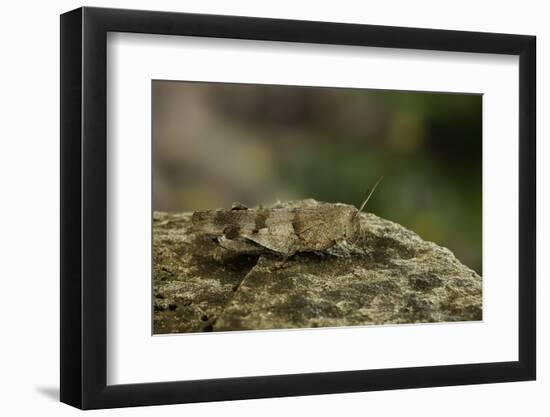 Oedipoda Caerulescens (Blue-Winged Grasshopper)-Paul Starosta-Framed Photographic Print