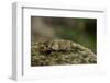 Oedipoda Caerulescens (Blue-Winged Grasshopper)-Paul Starosta-Framed Photographic Print