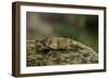 Oedipoda Caerulescens (Blue-Winged Grasshopper)-Paul Starosta-Framed Photographic Print