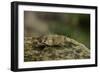 Oedipoda Caerulescens (Blue-Winged Grasshopper)-Paul Starosta-Framed Photographic Print