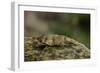 Oedipoda Caerulescens (Blue-Winged Grasshopper)-Paul Starosta-Framed Photographic Print