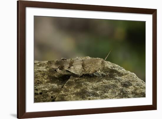 Oedipoda Caerulescens (Blue-Winged Grasshopper)-Paul Starosta-Framed Photographic Print