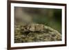 Oedipoda Caerulescens (Blue-Winged Grasshopper)-Paul Starosta-Framed Photographic Print