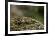 Oedipoda Caerulescens (Blue-Winged Grasshopper)-Paul Starosta-Framed Photographic Print