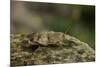 Oedipoda Caerulescens (Blue-Winged Grasshopper)-Paul Starosta-Mounted Photographic Print