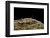 Oedipoda Caerulescens (Blue-Winged Grasshopper)-Paul Starosta-Framed Photographic Print