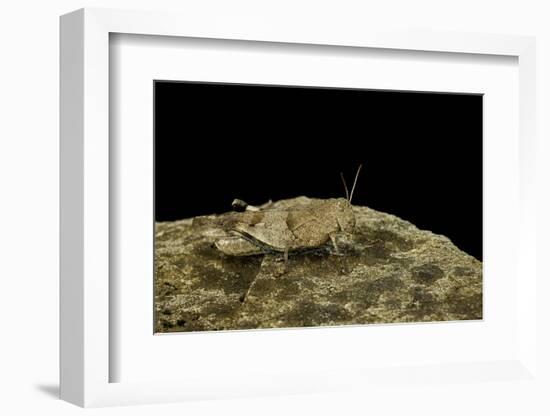 Oedipoda Caerulescens (Blue-Winged Grasshopper)-Paul Starosta-Framed Photographic Print