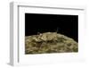 Oedipoda Caerulescens (Blue-Winged Grasshopper)-Paul Starosta-Framed Photographic Print