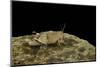 Oedipoda Caerulescens (Blue-Winged Grasshopper)-Paul Starosta-Mounted Photographic Print