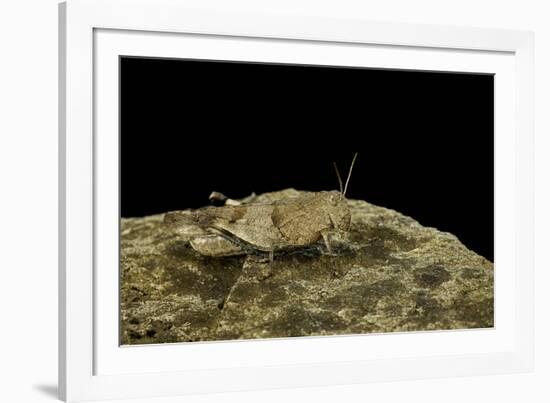 Oedipoda Caerulescens (Blue-Winged Grasshopper)-Paul Starosta-Framed Photographic Print