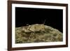 Oedipoda Caerulescens (Blue-Winged Grasshopper)-Paul Starosta-Framed Photographic Print