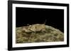 Oedipoda Caerulescens (Blue-Winged Grasshopper)-Paul Starosta-Framed Photographic Print