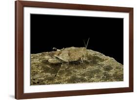 Oedipoda Caerulescens (Blue-Winged Grasshopper)-Paul Starosta-Framed Photographic Print