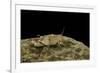 Oedipoda Caerulescens (Blue-Winged Grasshopper)-Paul Starosta-Framed Photographic Print