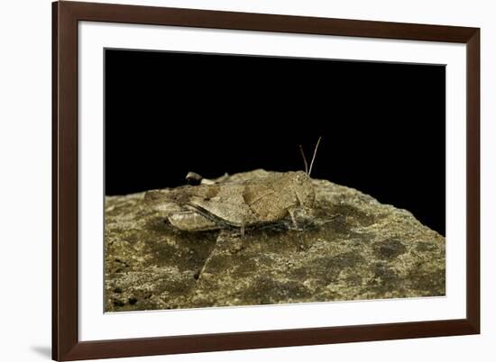 Oedipoda Caerulescens (Blue-Winged Grasshopper)-Paul Starosta-Framed Photographic Print