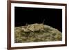 Oedipoda Caerulescens (Blue-Winged Grasshopper)-Paul Starosta-Framed Photographic Print