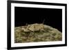 Oedipoda Caerulescens (Blue-Winged Grasshopper)-Paul Starosta-Framed Photographic Print