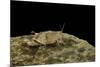 Oedipoda Caerulescens (Blue-Winged Grasshopper)-Paul Starosta-Mounted Photographic Print