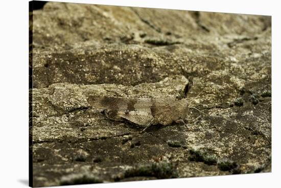 Oedipoda Caerulescens (Blue-Winged Grasshopper)-Paul Starosta-Stretched Canvas