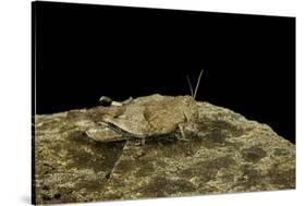 Oedipoda Caerulescens (Blue-Winged Grasshopper)-Paul Starosta-Stretched Canvas