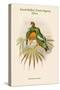 Oedirhunus Insolitus - Knob-Billed Fruit-Pigeon - Dove-John Gould-Stretched Canvas